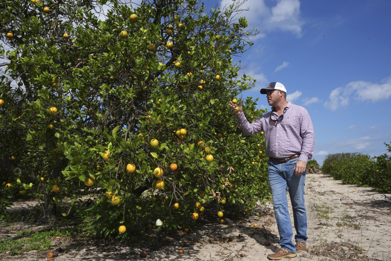 floridas-citrus-industry-faces-threats-from-hurricanes-disease-and-real-estate-2, 4549843,